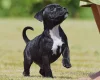 Staffordshire Bull Terrier