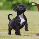 Staffordshire Bull Terrier