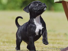 Staffordshire Bull Terrier