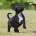 Staffordshire Bull Terrier