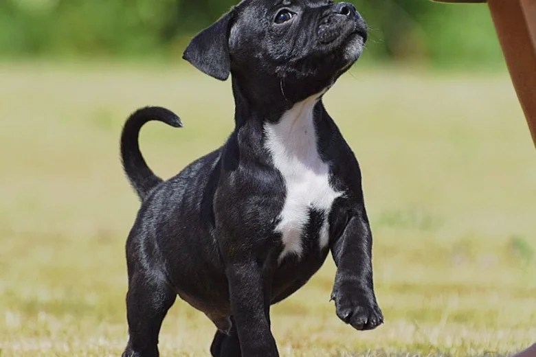 Staffordshire Bull Terrier