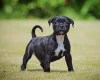 Staffordshire Bull Terrier