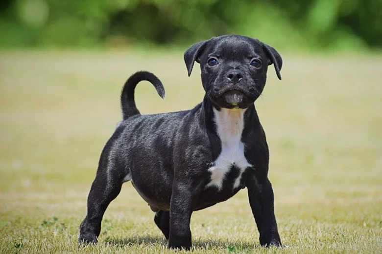 Staffordshire Bull Terrier