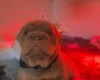 English Bulldog