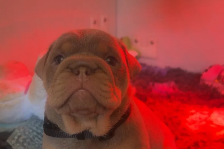 English Bulldog