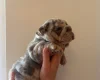 English Bulldog