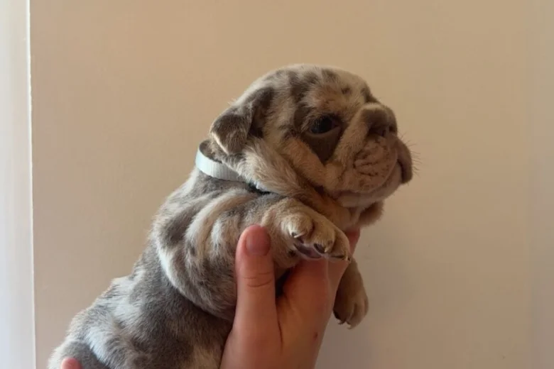 English Bulldog