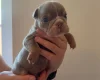 English Bulldog