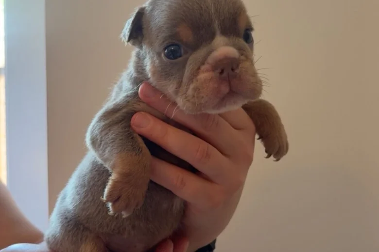 English Bulldog