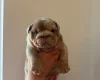 English Bulldog