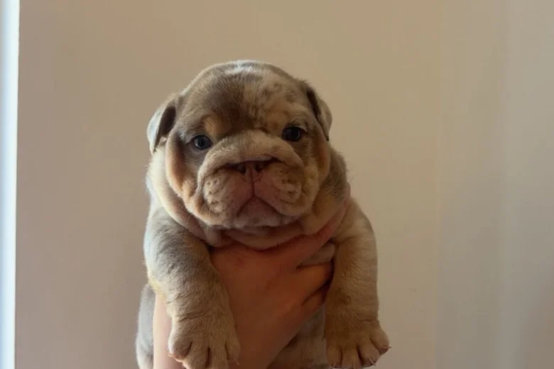 English Bulldog