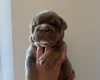 English Bulldog