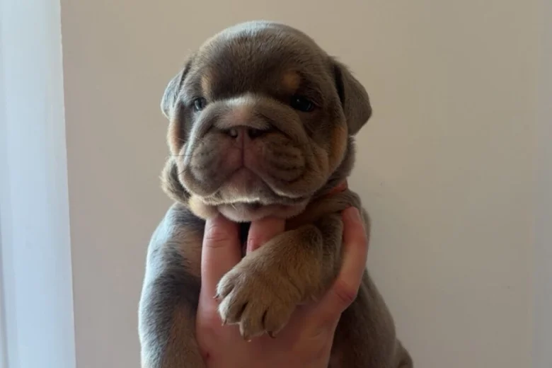 English Bulldog