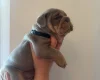 English Bulldog