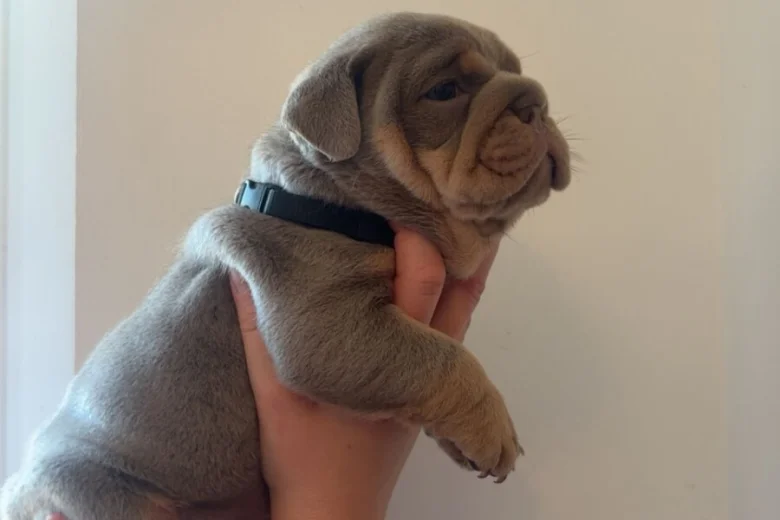English Bulldog