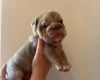 English Bulldog