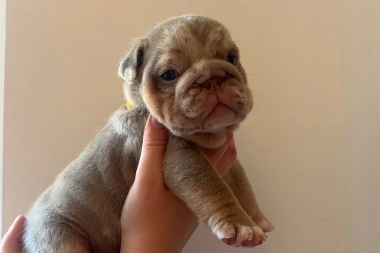 English Bulldog