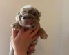 English Bulldog