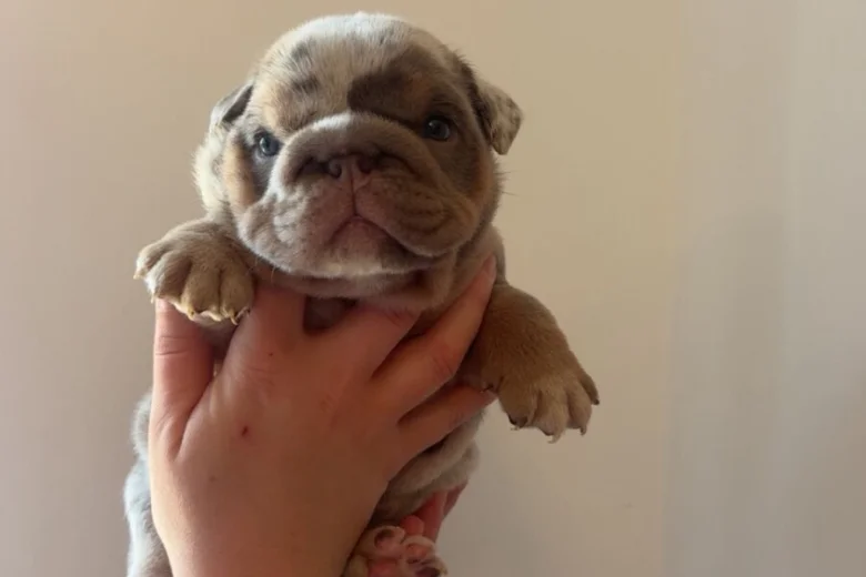 English Bulldog