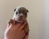 English Bulldog