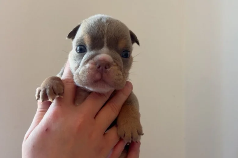 English Bulldog