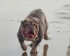English Bulldog
