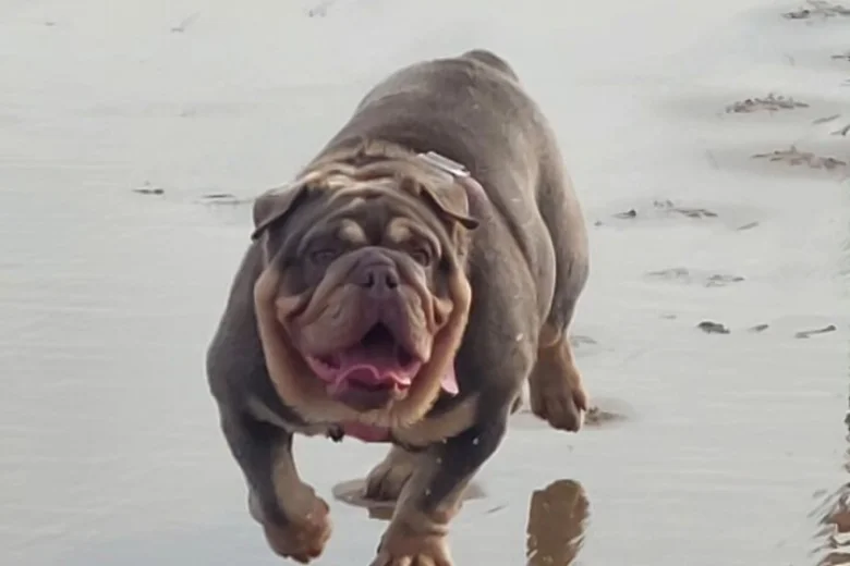 English Bulldog