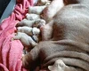 English Bulldog