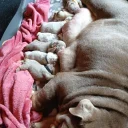 English Bulldog