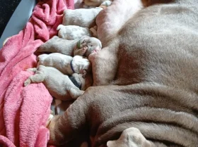 English Bulldog