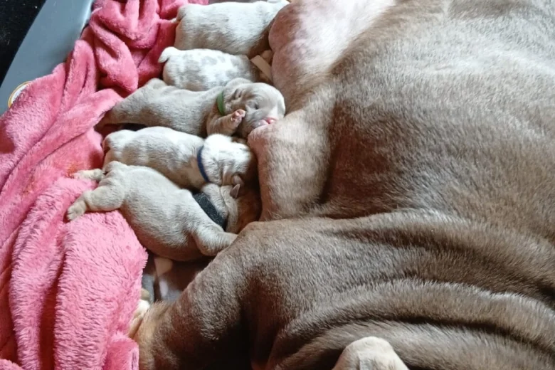 English Bulldog
