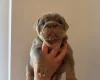 English Bulldog