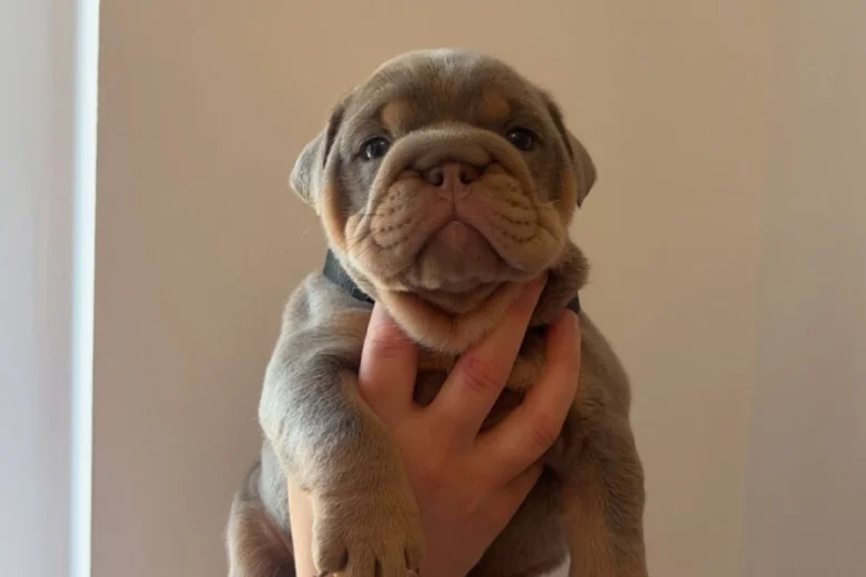 English Bulldog