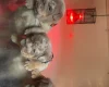 English Bulldog