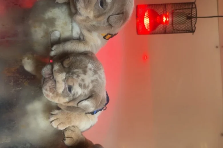 English Bulldog