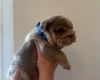 English Bulldog