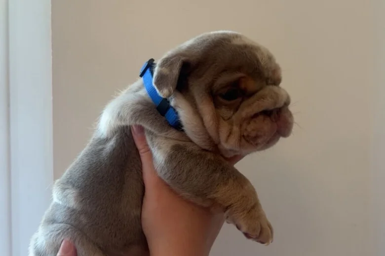 English Bulldog