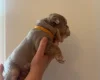 English Bulldog