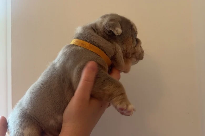 English Bulldog