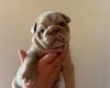 English Bulldog