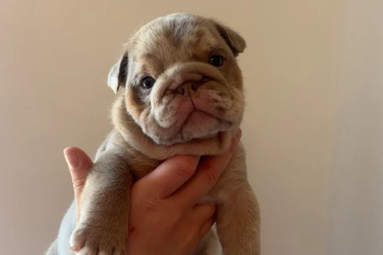 English Bulldog