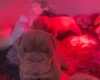 English Bulldog
