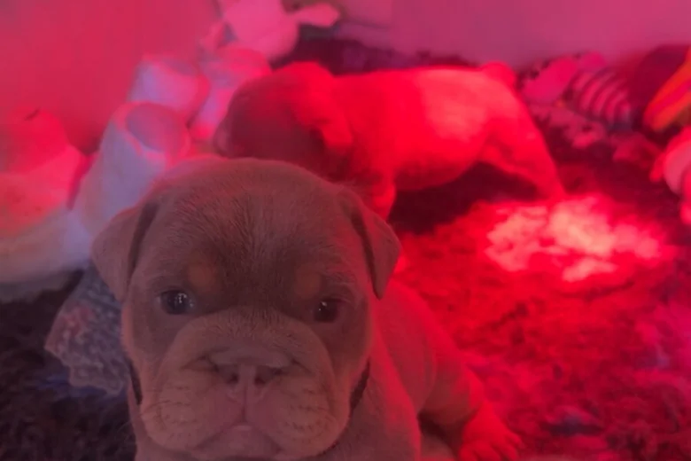 English Bulldog
