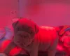 English Bulldog