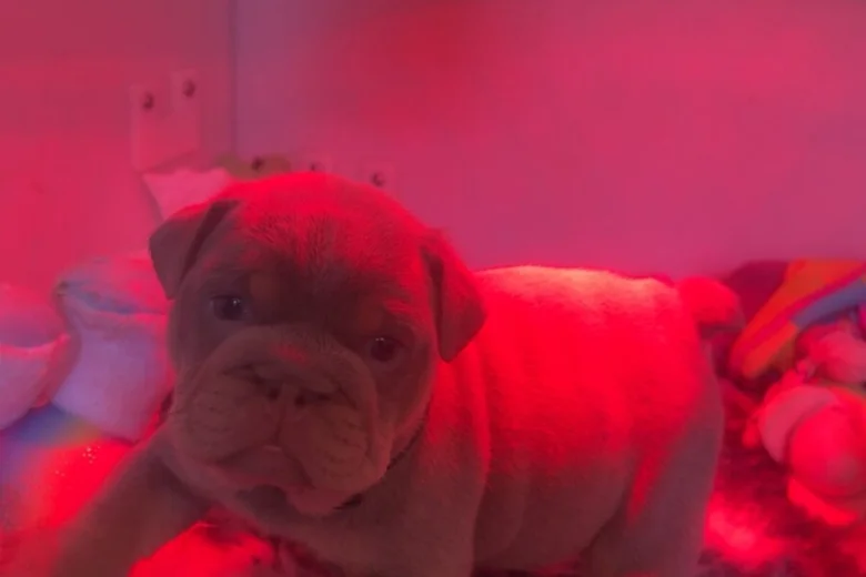 English Bulldog
