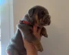 English Bulldog