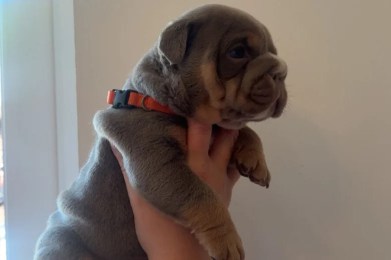 English Bulldog