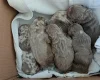 English Bulldog