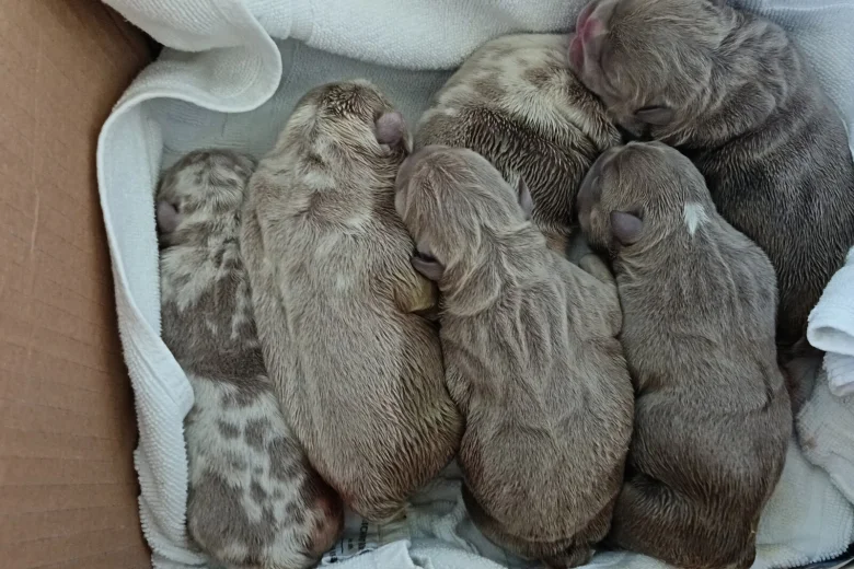 English Bulldog