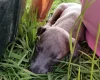 Whippet